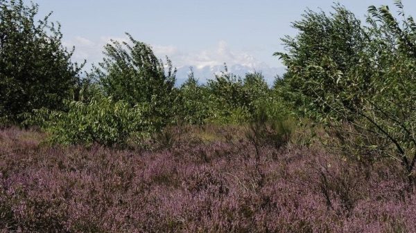 Lonate Malpensa brughiera recupero