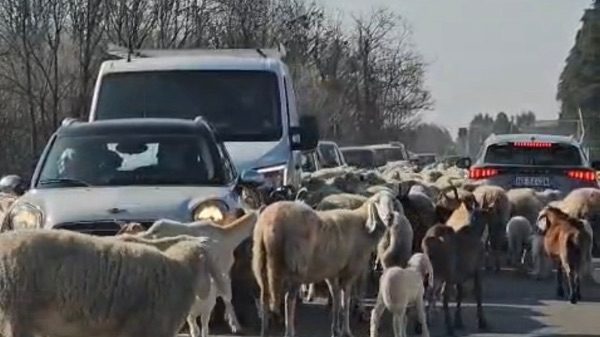 Lonate pecore strada transumanza