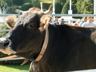 agrivarese citta giardino vetrina