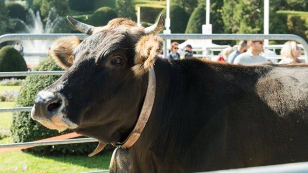 agrivarese citta giardino vetrina
