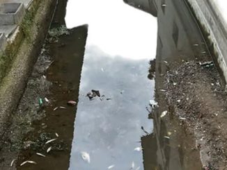 abbiategrasso moria pesci roggia