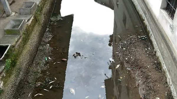 abbiategrasso moria pesci roggia