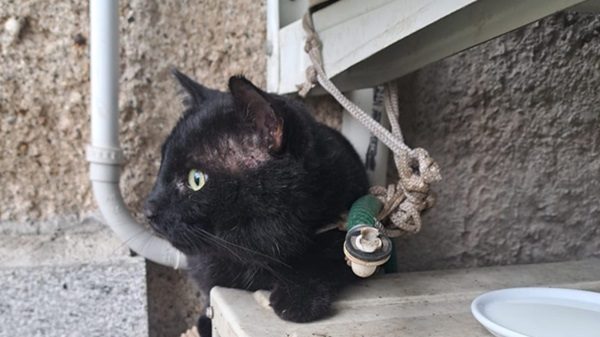 turbigo vandali gatto