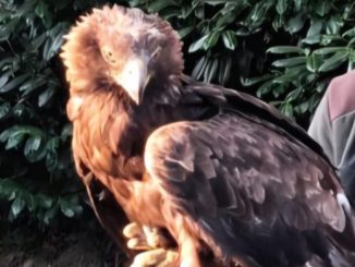 Domodossola aquila pompieri salvataggio