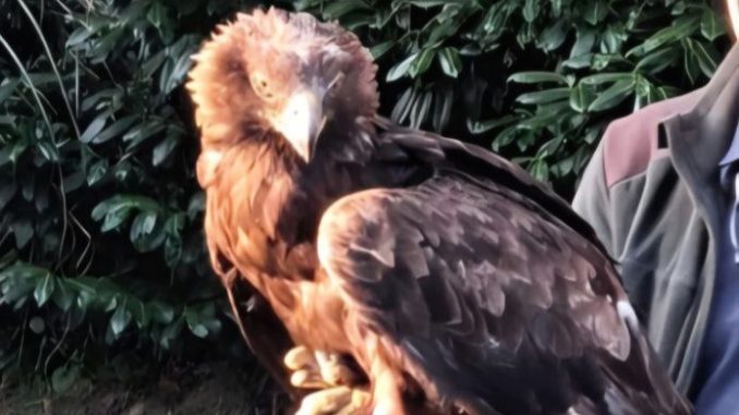 Domodossola aquila pompieri salvataggio