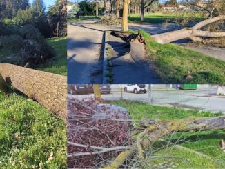 Gallarate emergenza vento bilancio