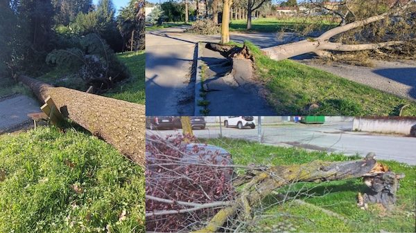 Gallarate emergenza vento bilancio