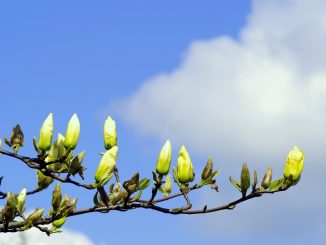 magnolia-2256871_960_720