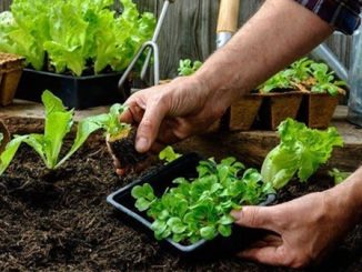 orto agricoltura agroalimentare