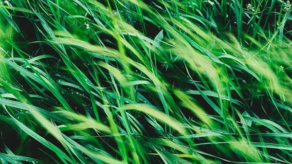 sole vento neve alpi