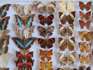 varese farfalle villa mirabello