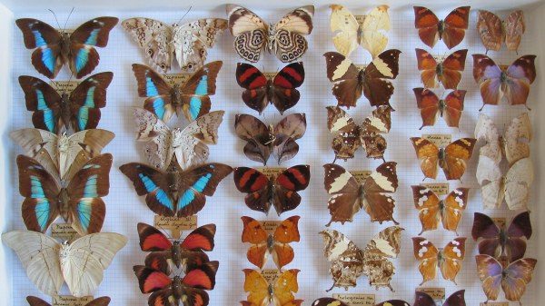 varese farfalle villa mirabello