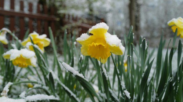 varese inverno caldo