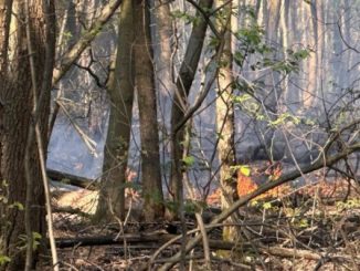 Gallarate alberi incendi bosco