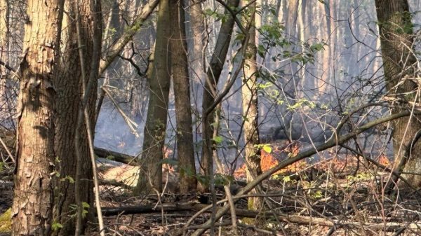 Gallarate alberi incendi bosco