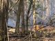 Gallarate alberi incendi bosco