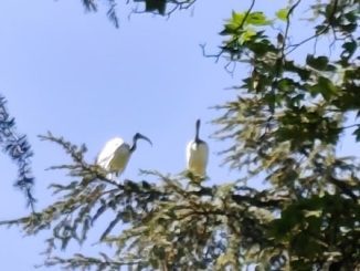 Novara ibis invasione Allea