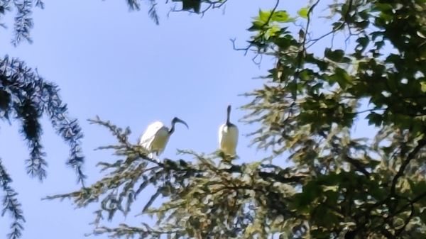 Novara ibis invasione Allea