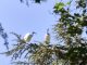 Novara ibis invasione Allea