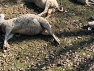 varese strage pecore lupo
