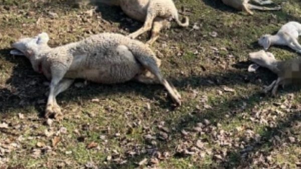 varese strage pecore lupo