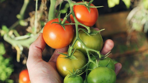 maccagno orti frutteti esperto