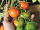 maccagno orti frutteti esperto