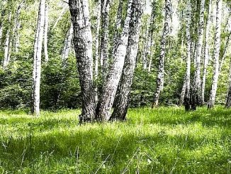 miglioramento sole nuvola gradi