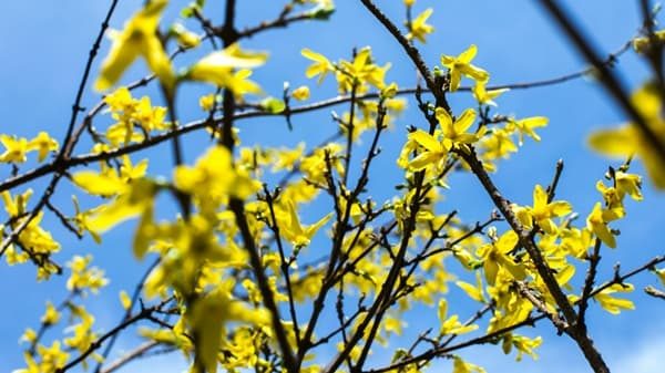 nubi cielo sereno temperatura