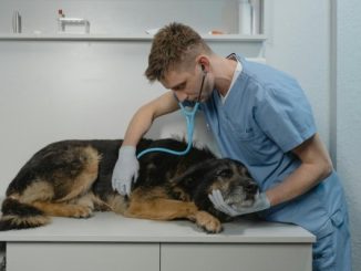 varese veterinari assemblea