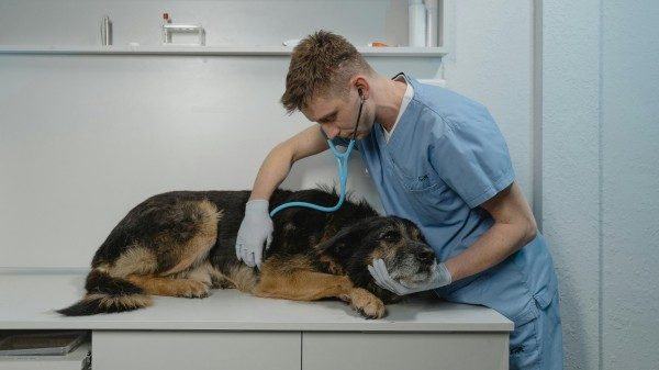 varese veterinari assemblea