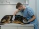 varese veterinari assemblea