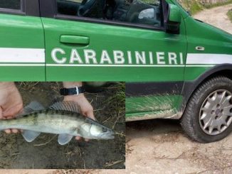 Lago maggiore lucioperca carabinieri