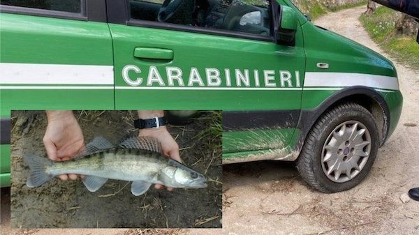 Lago maggiore lucioperca carabinieri