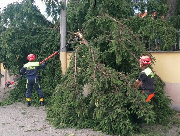 vanzaghello alberi protezione civile 