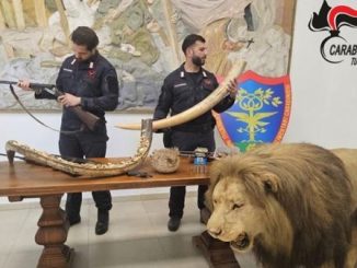 Galliate bracconieri leone imbalsamato