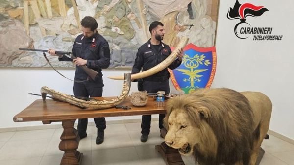 Galliate bracconieri leone imbalsamato