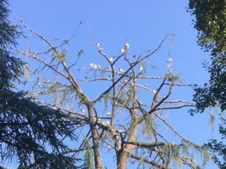 Novara ibis polemiche Comune