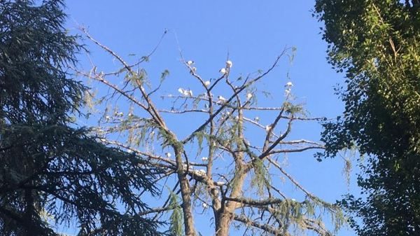 Novara ibis polemiche Comune