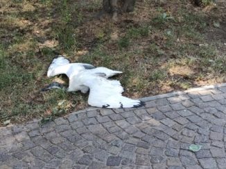 Novara ibis animalisti denuncia