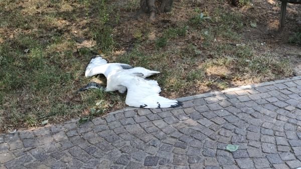 Novara ibis animalisti denuncia