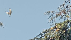 Novara ibis interrogazione Evi scienziati