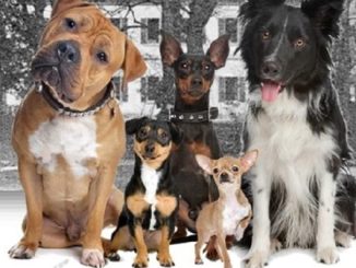 animali cani