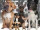 animali cani