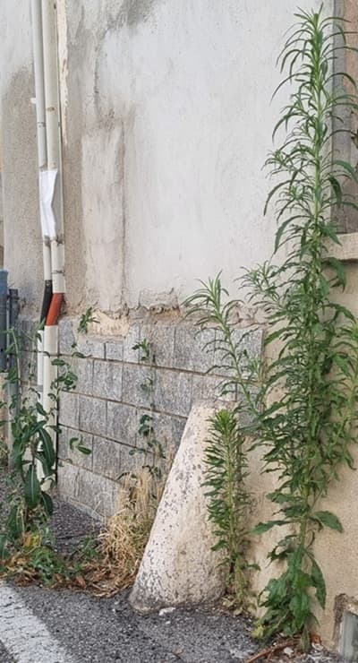 menzago rifiuti abbandonati erba 02