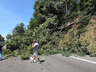 Autostrada besnate albero crollato