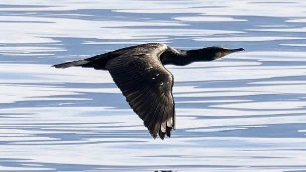 Verbania cormorani piani contenimento