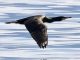 Verbania cormorani piani contenimento