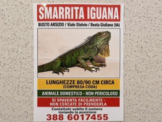 busto iguana fugge freezer