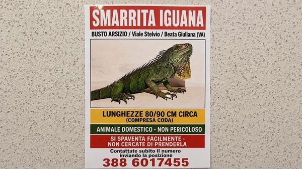 busto iguana fugge freezer